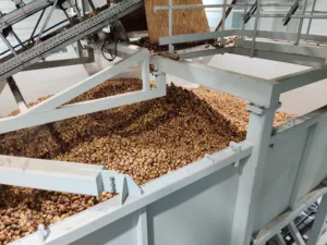 Skrobia ziemniaczana – czym jest i jak powstaje?